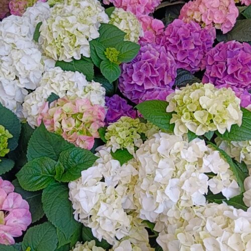 Riegler Gartenservice & Floristik - Zemendorf