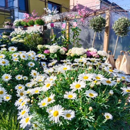 Riegler Gartenservice & Floristik - Zemendorf