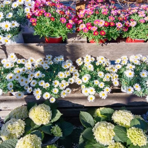 Riegler Gartenservice & Floristik - Zemendorf
